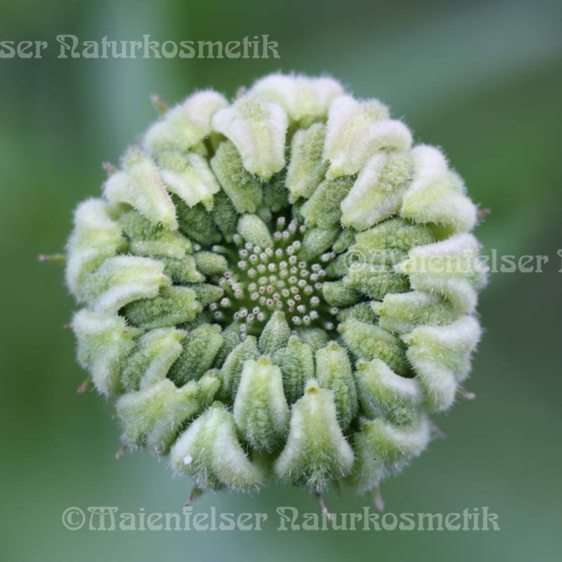 Ringelblumenblütenöl BIO CO2 (20 ml)