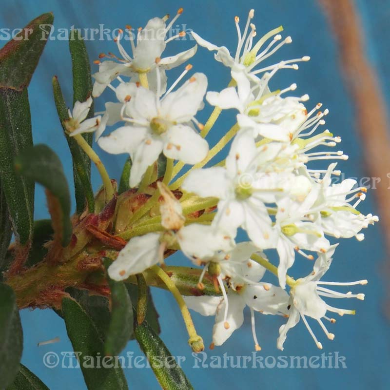 rhododendron tomentosum ätherisches öl Sumpfporst (1 ml)