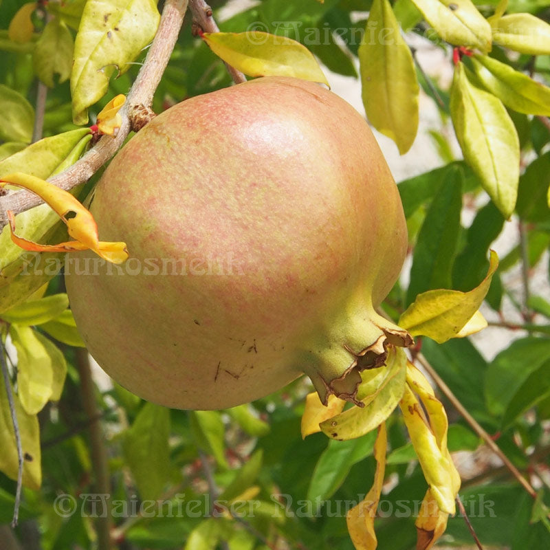 Granatapfelkernöl pur gepresst BIO