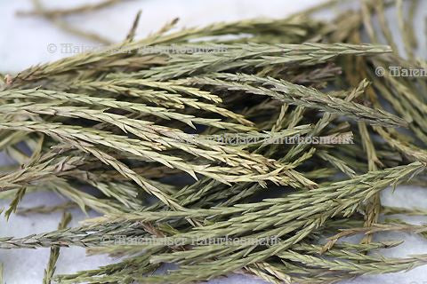 Mammutbaum (10 g)