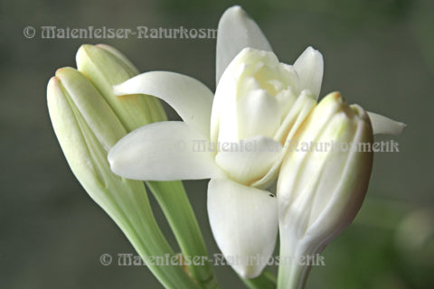 Tuberose-Wachs (7 ml)