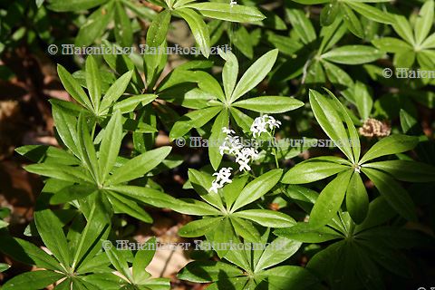 Waldmeister (3 ml)