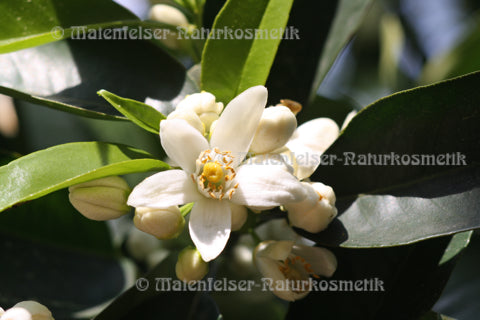 Orangenblütenwasser (Neroli) spezial BIO (Tunesien)