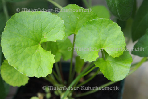 Brahmi dest. (3 ml)