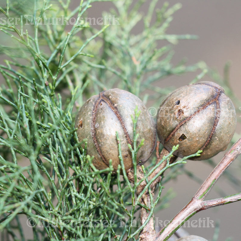 Jade Wood (3 ml)