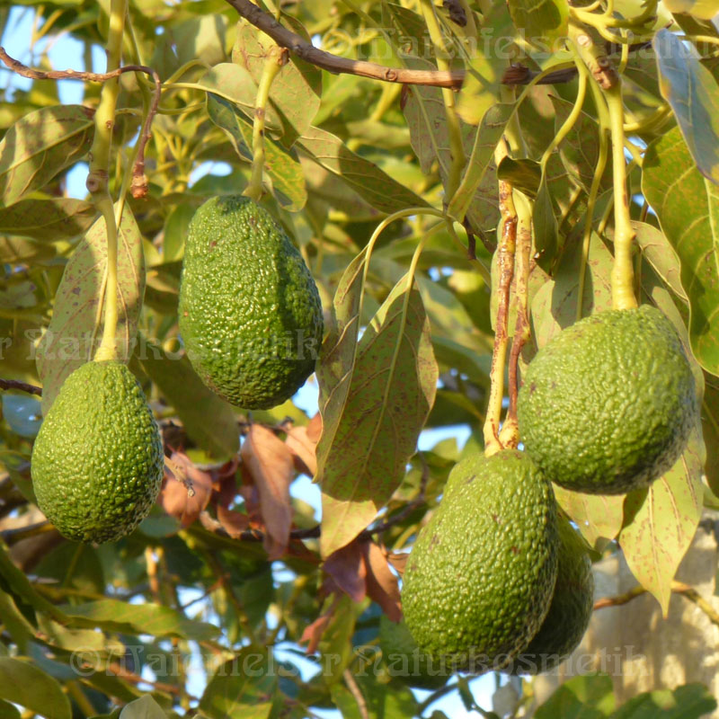 Avocadoöl BIO