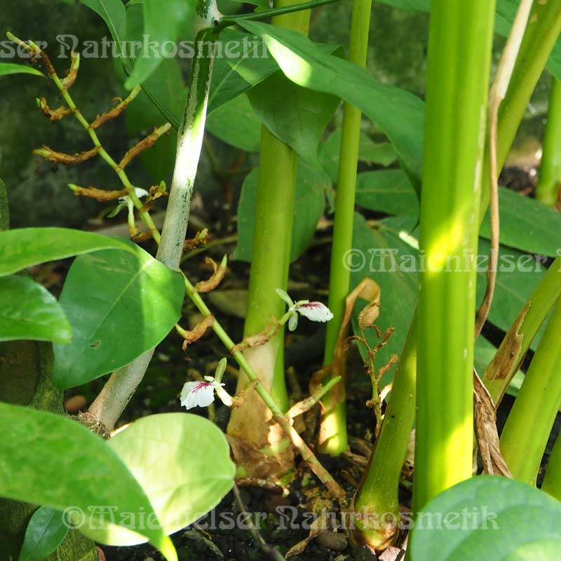 Cardamom CO2 (3 ml)