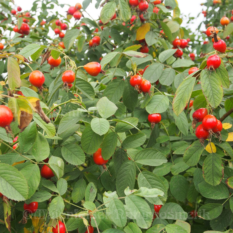 Rosenöl BIO CO2 - ganze Frucht