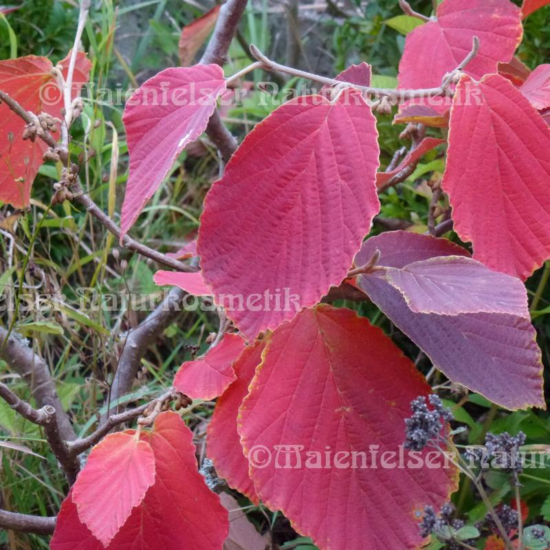 Herbst (10 ml)