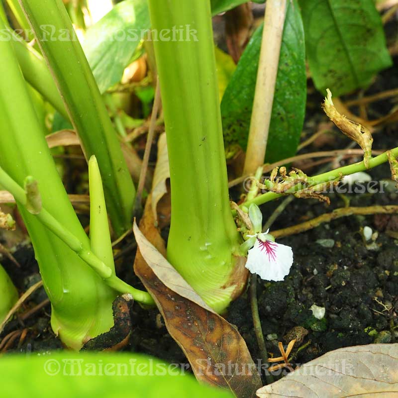 Cardamom 1a (5 ml)