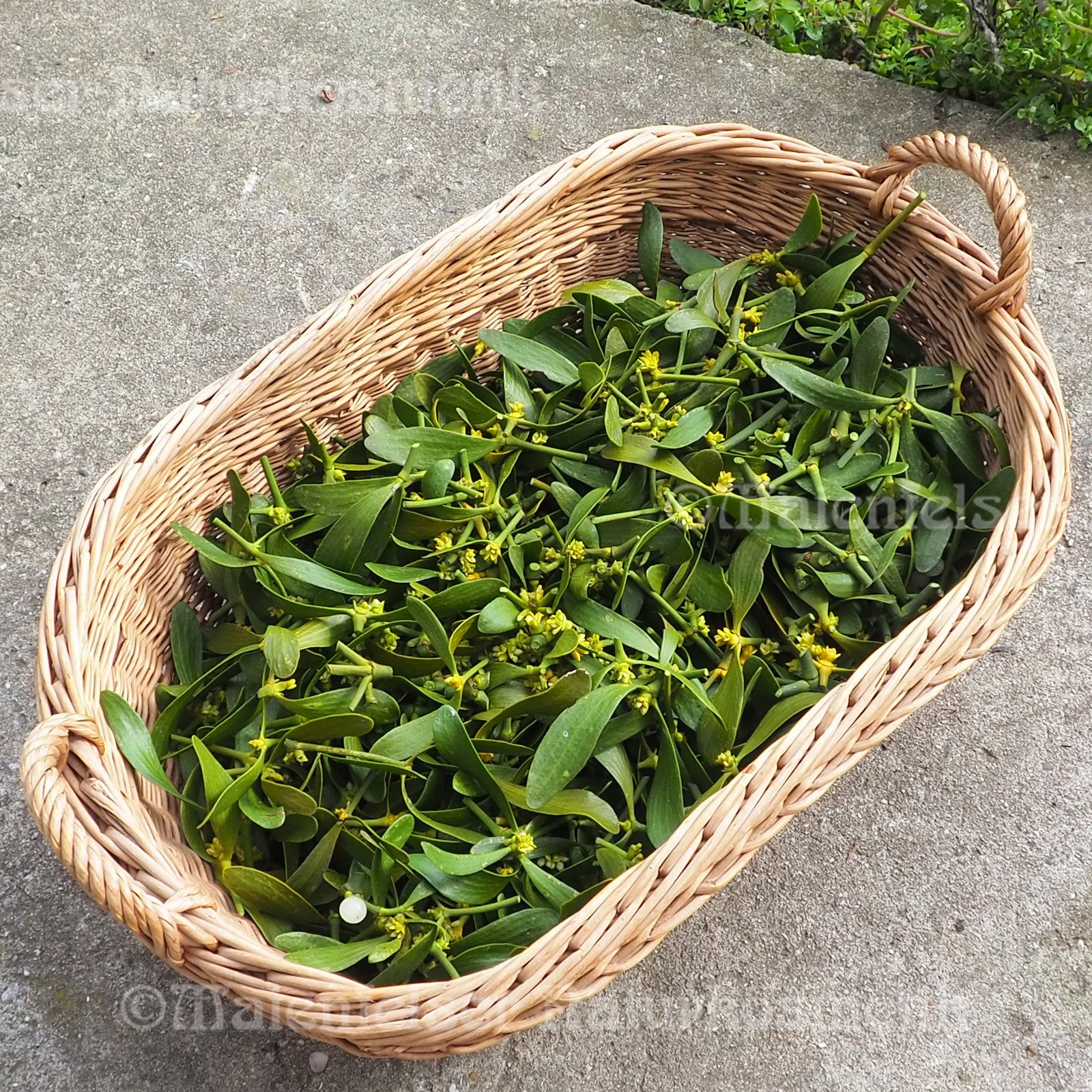 Misteln (10 g)