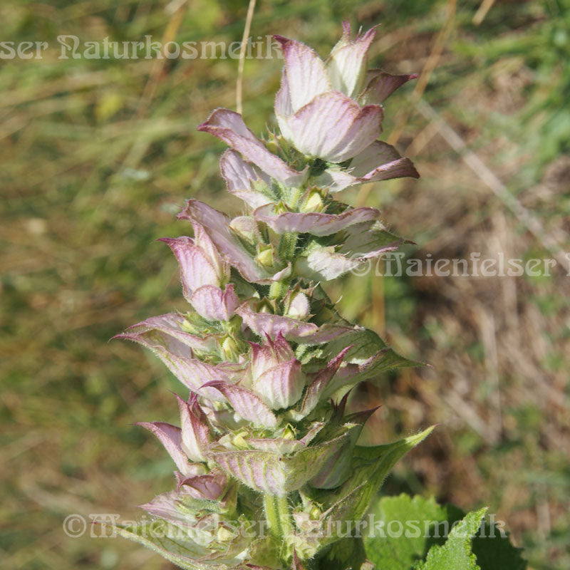 Muskateller-Salbei abs. (10ml)
