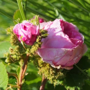 Blütenwasser Rose