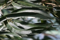 Eukalyptus BIO "Old" (5 ml)