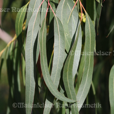 Eukalyptus viminalisi (5 ml)