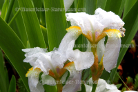 Iris germanica abs. 1a (1 g)