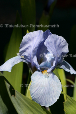 Iris abs. fine (1 ml)