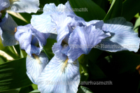 Iris abs. super (1 ml)