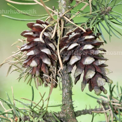 Kiefer - Banksia-Kiefer (5 ml)