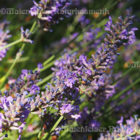 Lavendel - Cape-Lavendel (5 ml)