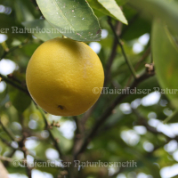 Limone gepr. Indien (10 ml)