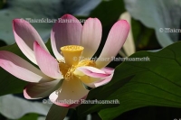 Lotusblüte abs. echt, pink (1 ml)