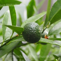 Mandarine grün BIO (10 ml)