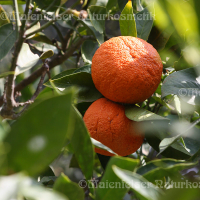 Mandarine rot spezial BIO (10 ml)