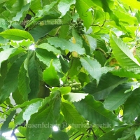 Magnolienblätter (5 ml)