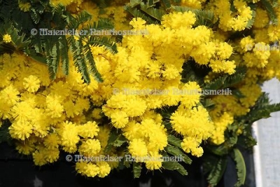 Mimose abs. pur (1 ml)