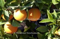 Orange dest. terpenarm (10 ml)