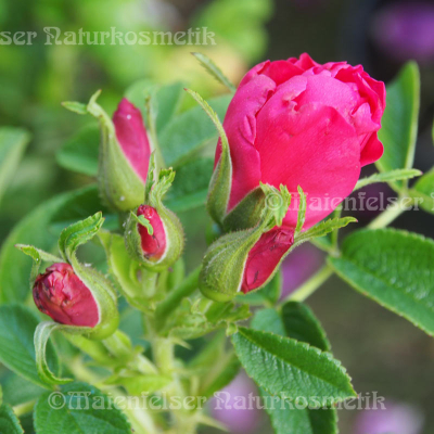 Rose - Apfel-Rose (1 ml)