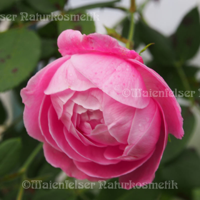 Rose - Edward-Rose (1 ml)
