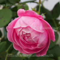 Rose - Edward-Rose (1 ml)