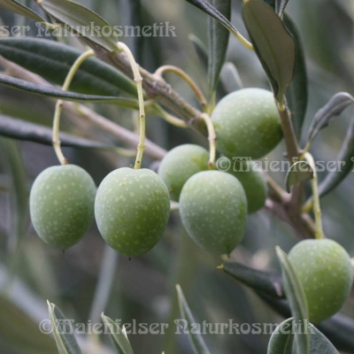 Olivenöl BIO - Kreta