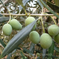 Olivenöl BIO - Kreta