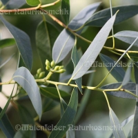 Eukalyptus macul (5 ml)