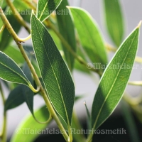 Eukalyptus maca (5 ml)