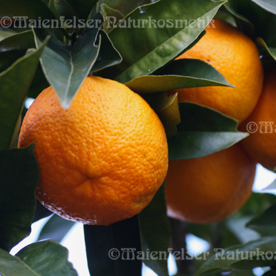 Orange wild - Wilde Orange (5 ml)