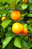 Mandarine - Kumquat-Mandarine (5 ml)