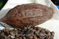 Kakao abs. Bio (2 ml)