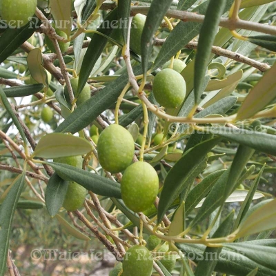 Olivenöl BIO Kreta Klein (60 ml)