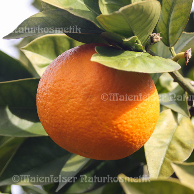 Orange süß - normal