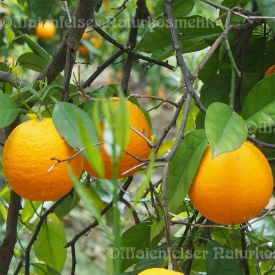 Orange s&uuml;&szlig; 1a BIO 10 ml