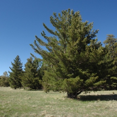 Kiefer - White pine cone (2 ml)