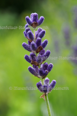 Lavendel bulgarisch BIO (10 ml)
