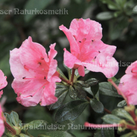Rhododendron, sibirisch (1ml)