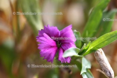 Carnation abs. (Gartennelke) (1 ml)