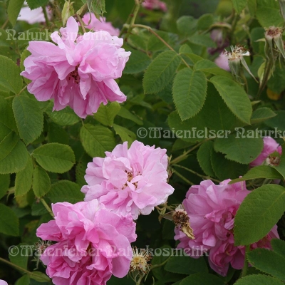 Rose abs. Bulgarien (1 ml)